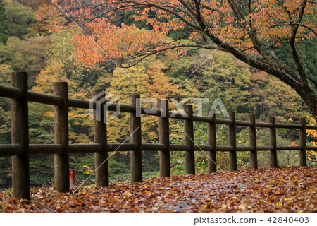 鳥取走在四季秋季足穗谷 42840403