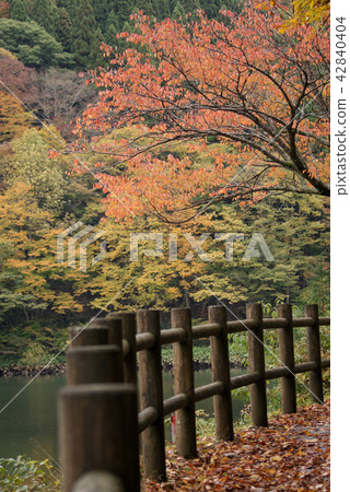 Tottori Walking in the Four Seasons Autumn Ashizu Valley Tottori Walking in the Four Seasons Autumn Ashizu Valley 42840404