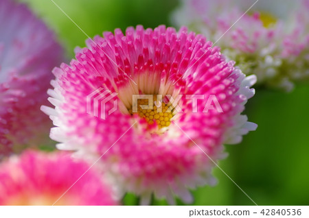 雛菊 42840536
