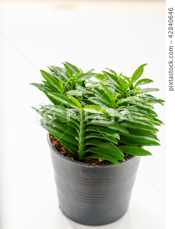 Fresh little tree on the white background in House 42840646