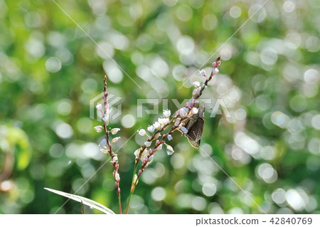 White flower cherry tree and Ichimon dyseri 42840769