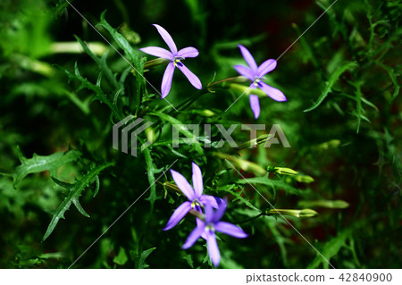 Isotma flowers 42840900