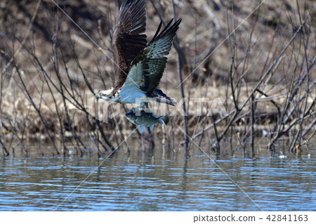 Hunting of the Osprego Hunting of the Osprego 42841163