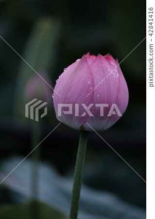 A lotus A lotus 42841416