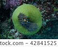 Sea anemone and anemone fish 42841525