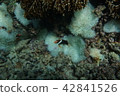 Sea anemone and anemone fish 42841526