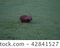 Wombat  42841527