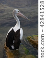 Australian Pelican 42841528
