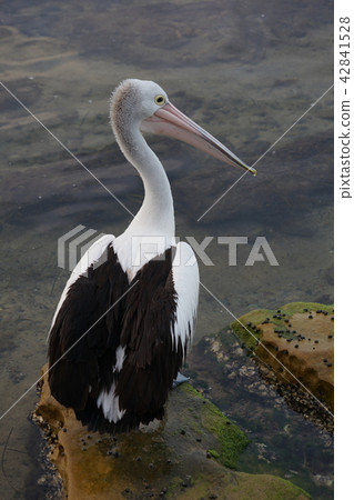 澳大利亞鵜鶘 42841528
