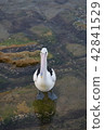 Australian Pelican 42841529