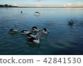 Australian Pelican 42841530