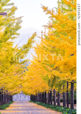Ginkgo Road Ginkgo Road 42841637
