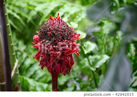 Torch ginger Torch ginger 42842015