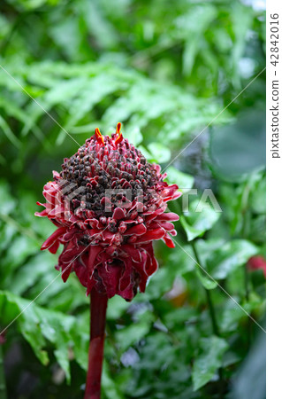 Torch ginger Torch ginger 42842016
