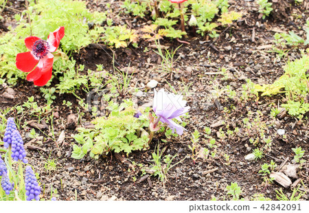Single little violet tulip at shibazakura festival Single little violet tulip at shibazakura festival 42842091