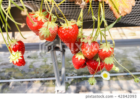 Strawberry fruits on the branch in Strawberry farm Strawberry fruits on the branch in Strawberry farm 42842093