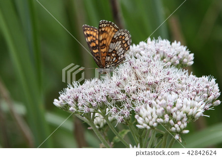 Fagopyrum mododuki？ 42842624