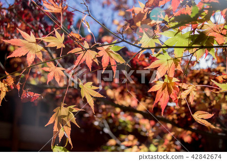 taiwan, red leaf, red leaves 42842674