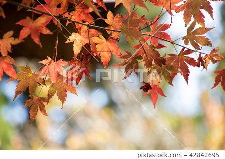 The maple tree with yellow and orange maple leave. The maple tree with yellow and orange maple leave. 42842695