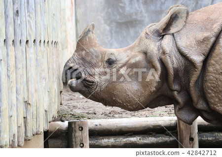 富含皮膚的印度雨 42842712