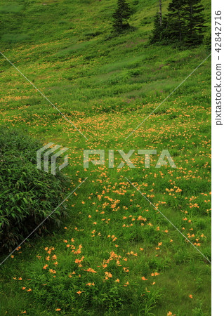 志賀高原Higashi-kan多摩高山植物園Nikkowaedge社區 志賀高原Higashi-kan多摩高山植物園Nikkowaedge社區 42842716