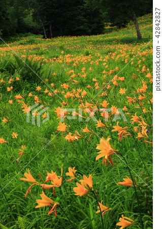 志賀高原Higashi-kan多摩高山植物園Nikkowaedge社區 42842827