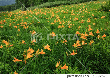 志賀高原Higashi-kan多摩高山植物園Nikkowaedge社區 42842828