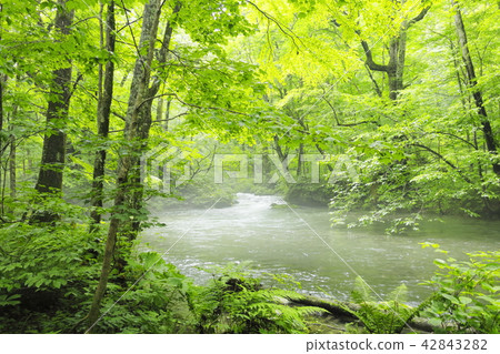 Oirase Stream · Still Oirase Stream · Still 42843282
