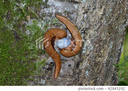 Yamane-makugawa的交配 42843292