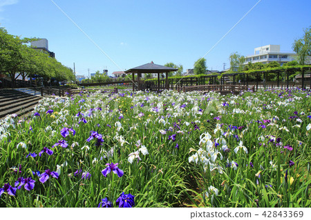 Itako Ayame Garden Nagakuteji Itako Ayame Garden Nagakuteji 42843369