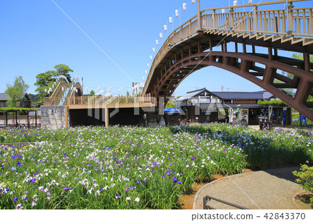 Itako Ayame Garden Nagakuteji Itako Ayame Garden Nagakuteji 42843370