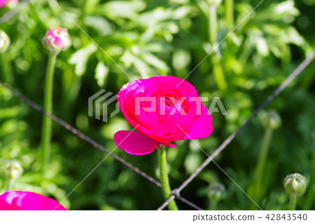 紅色犯罪 紅色犯罪 42843540