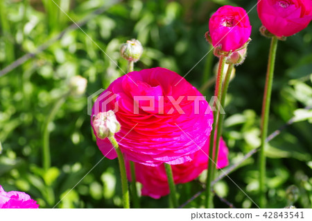 紅色犯罪 紅色犯罪 42843541