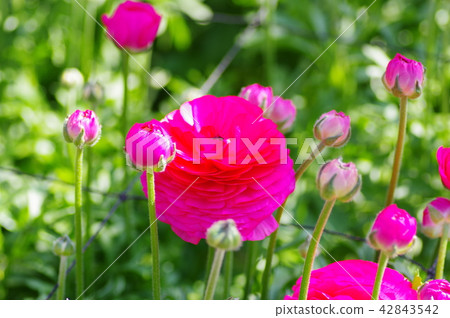 紅色犯罪 紅色犯罪 42843542