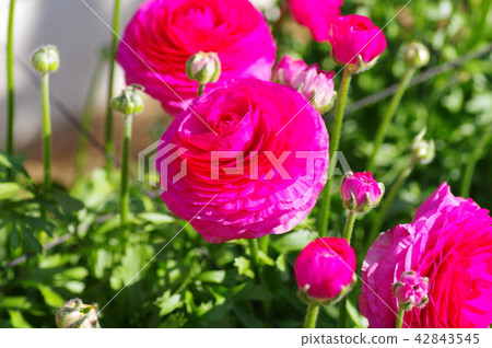 紅色犯罪 紅色犯罪 42843545