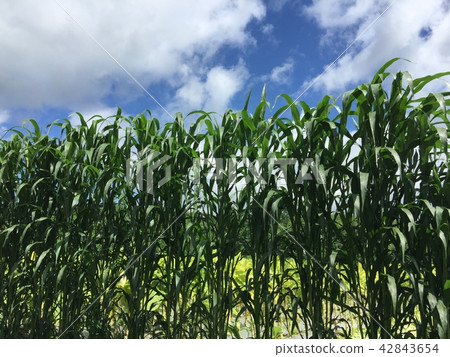Corn 9 42843654