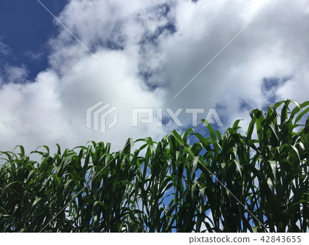 玉米10 玉米10 42843655