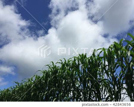 玉米11 玉米11 42843656