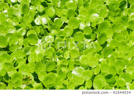 Affiliation Affiliation 42844034