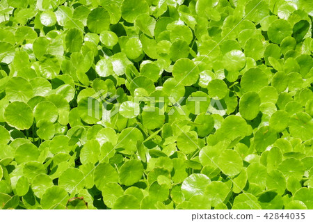 Affiliation Affiliation 42844035