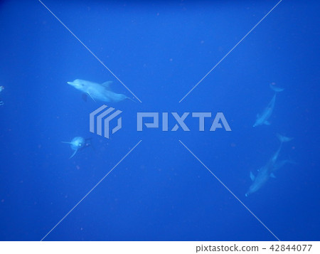 Dolphin swim Dolphin swim 42844077