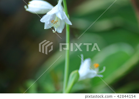 Shima-koen white flowers 42844154