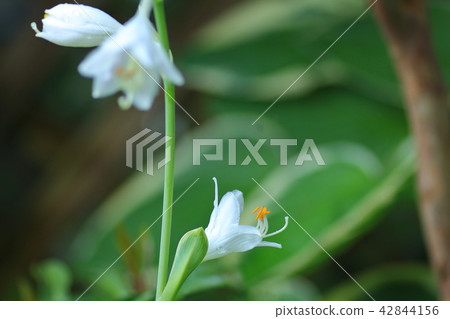 Shima-koen white flowers 42844156