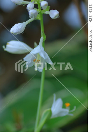 Shima-koen white flowers 42844158
