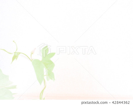 Morning glory morning glory Morning glory morning glory 42844362