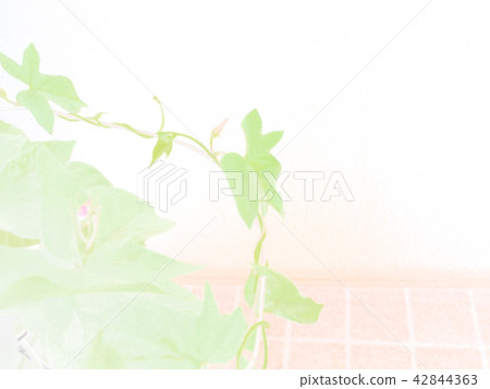 牽牛花牽牛花 牽牛花牽牛花 42844363