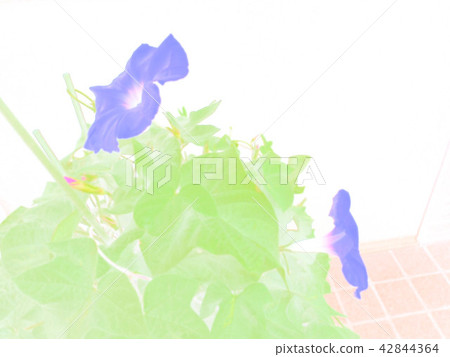 牽牛花牽牛花 牽牛花牽牛花 42844364