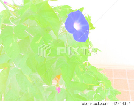 牽牛花牽牛花 牽牛花牽牛花 42844365