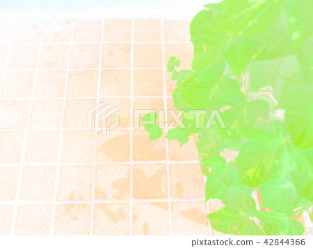 牽牛花牽牛花 42844366