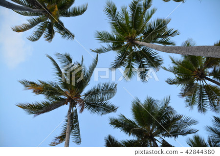 Palm and sky Palm and sky 42844380